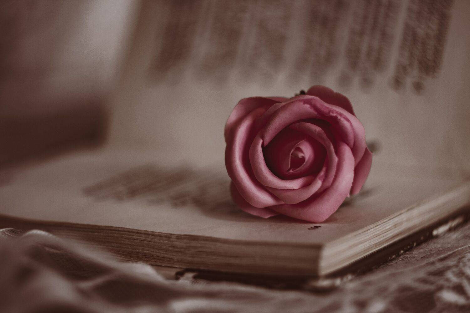 макро, цветы, книги, натюрморт, Smirnova Olga