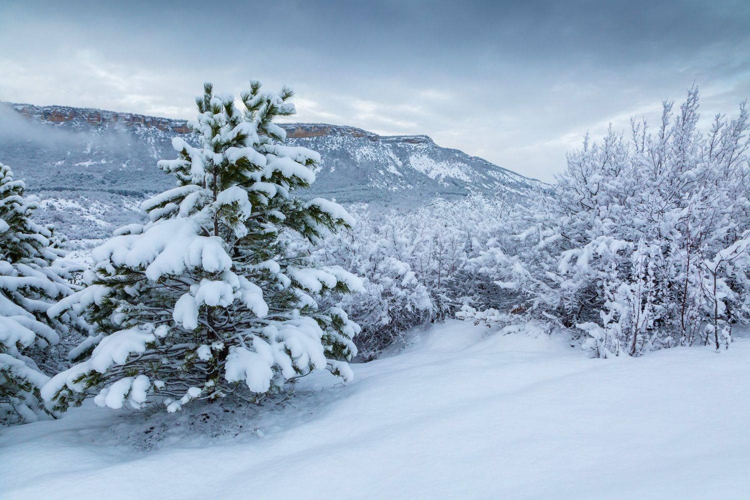 , Елена Покрепа