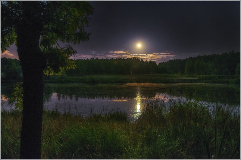 москва, парк, пруд, луна, лес Лунные ночи в Москве фото превью