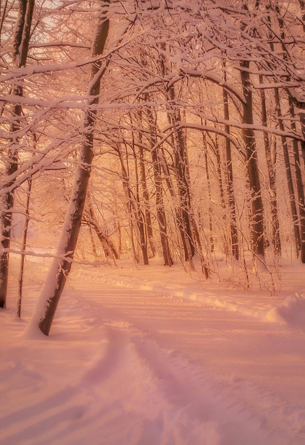 пейзаж, природа, nature, landscape, winter, зима, лес, forest, закат, Julia Kaissa