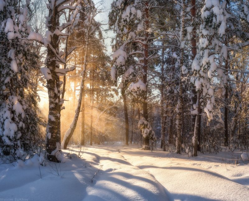 снегопад, зима, сосны, лес, снег, солнце, лучи, деревья, утро, владимир, владимирская область, березы, ели, forest, trees, fog, winter После снегопада в лесу фото превью