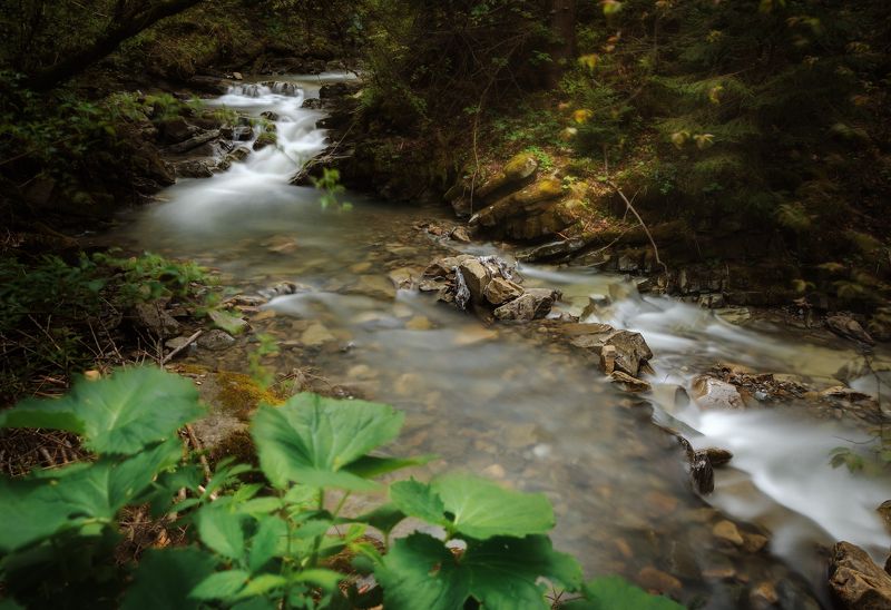 горы, карпаты, ручей, река, лес, украина Ручей фото превью