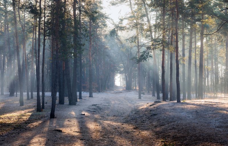 лес зима декабрь рассвет лучи Холодное утро декабря фото превью
