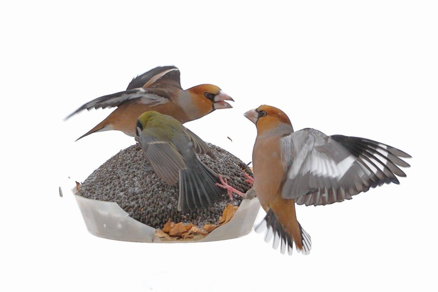 , Славов Георги