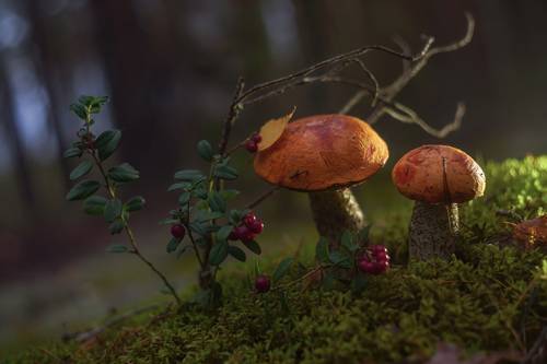 про лес, лето и лесной урожай )