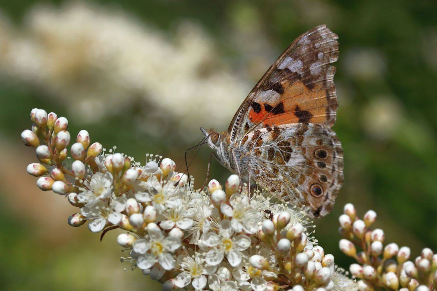 , Сергей Фудиненко