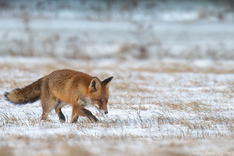 POLOWANIE  фото превью