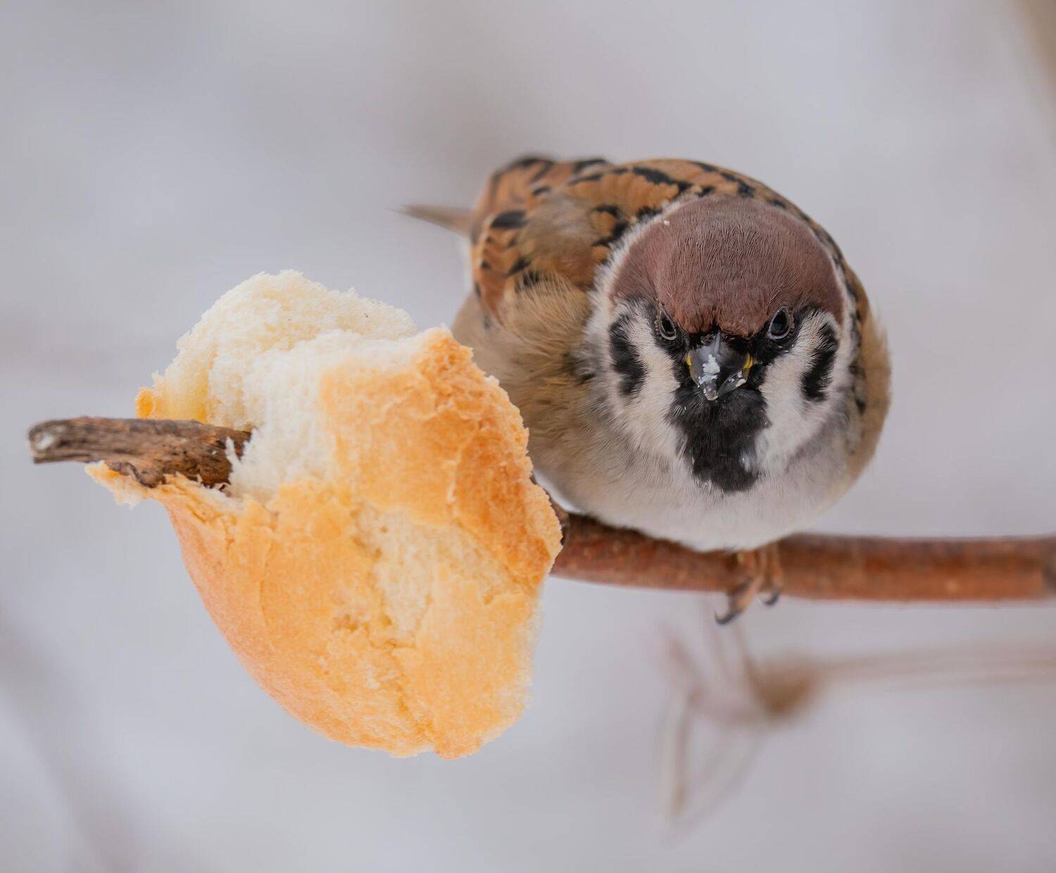 , Константин Дэм