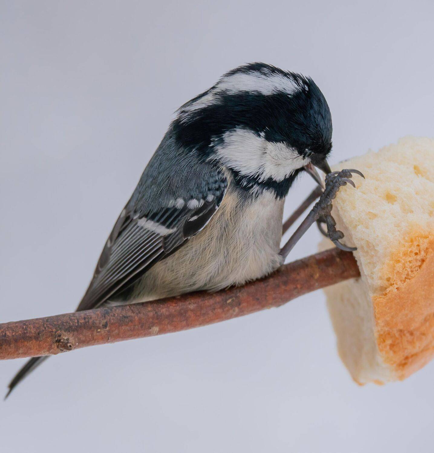 , Константин Дэм