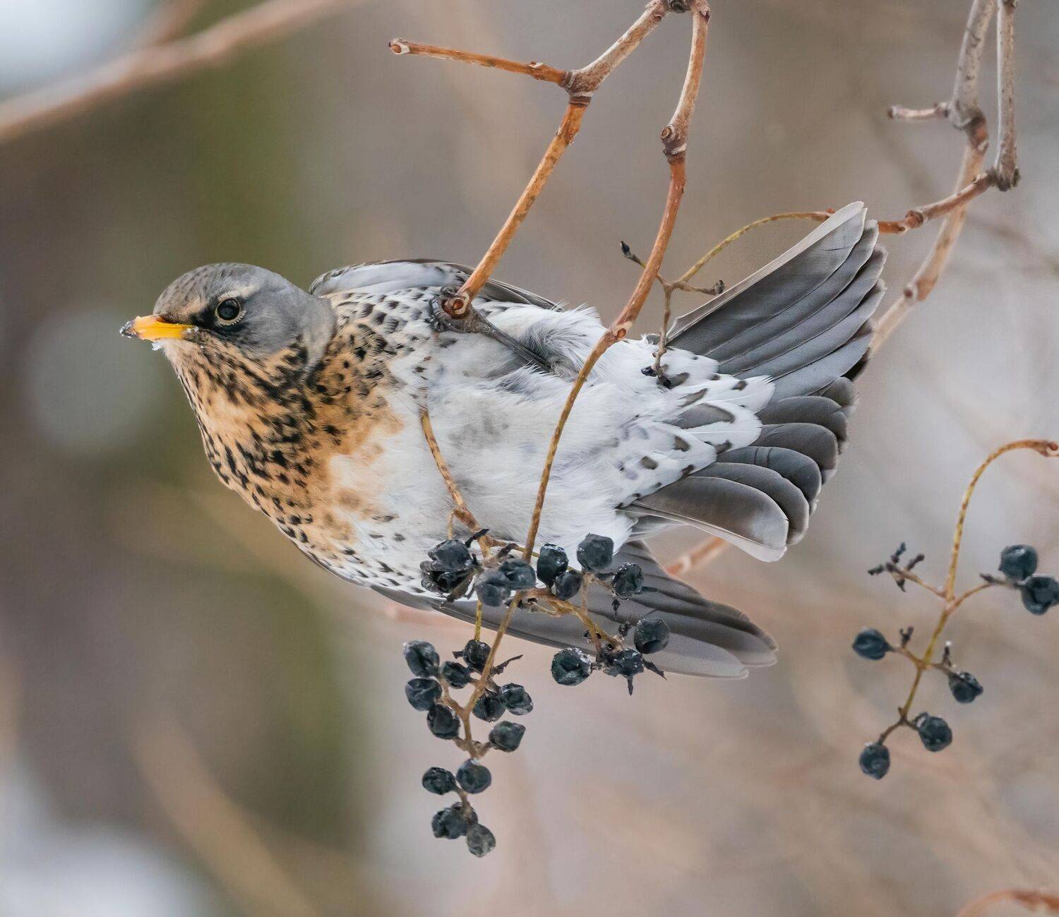 , Константин Дэм