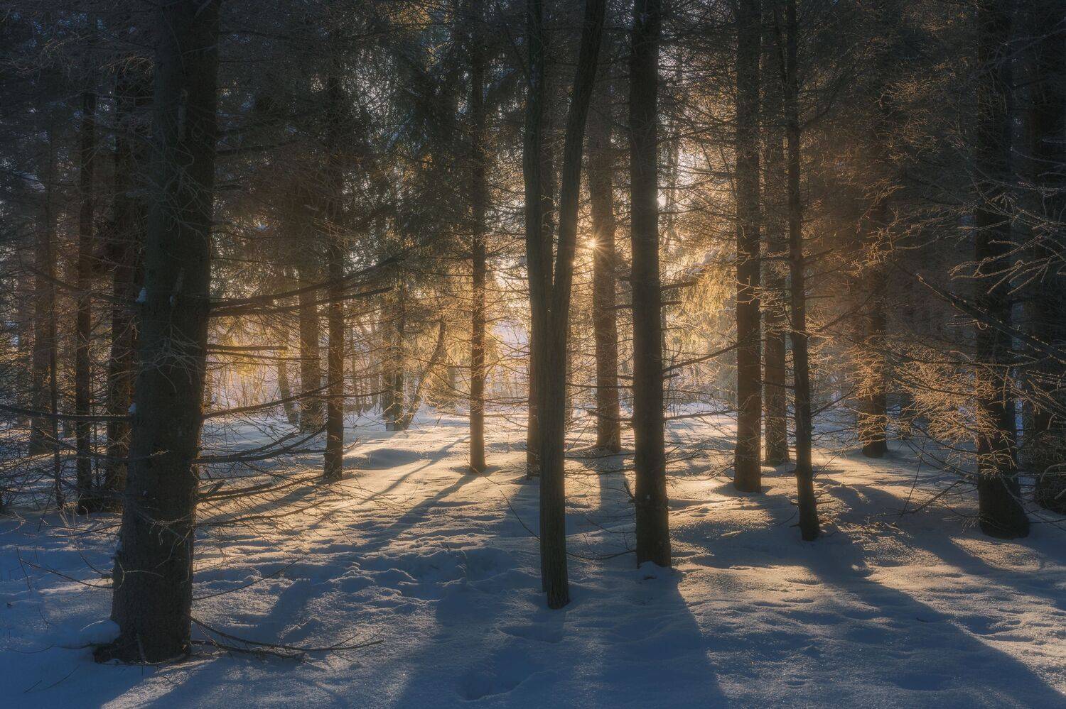 закат, природа, зима, Московская область, пейзаж, Мартыненко Дмитрий