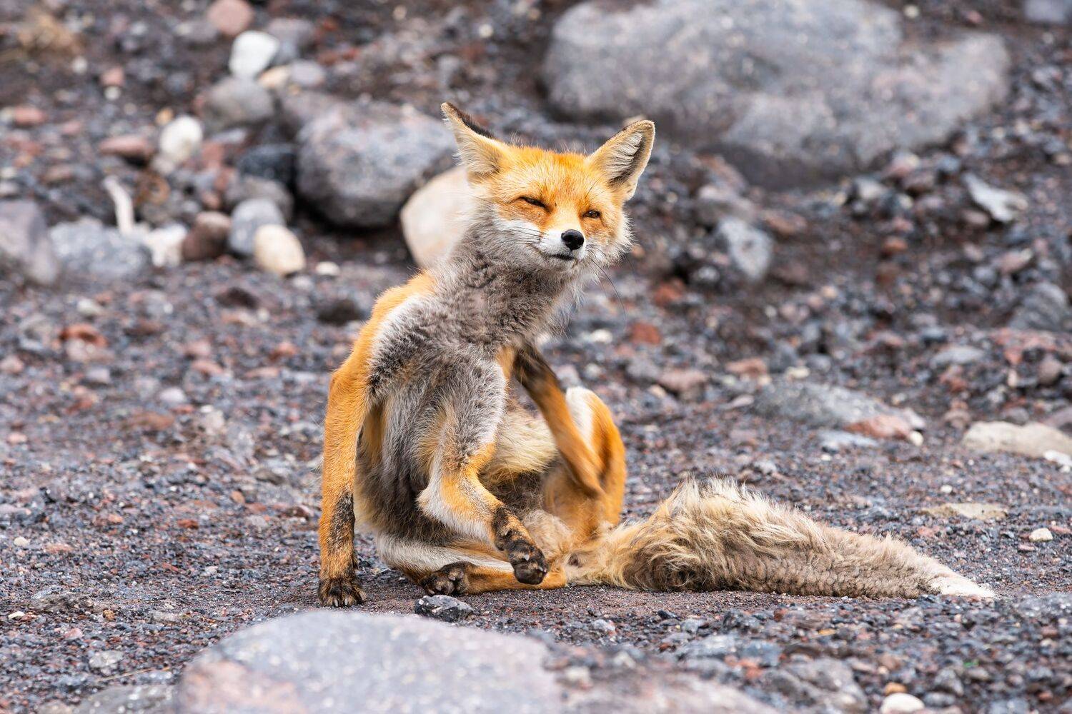 Лиса, Эльбрус, Животные, Стас