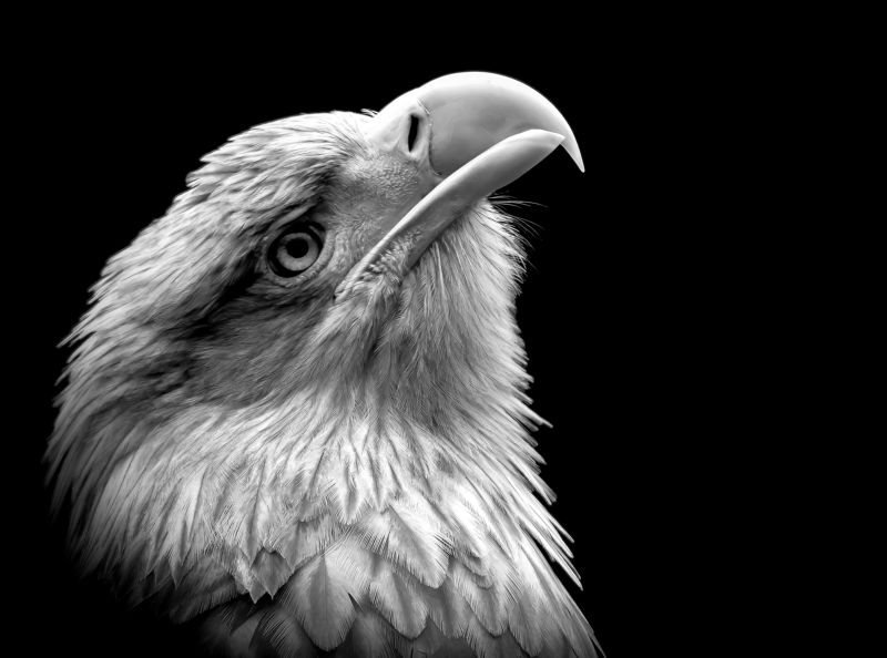 White-tailed eagle фото превью