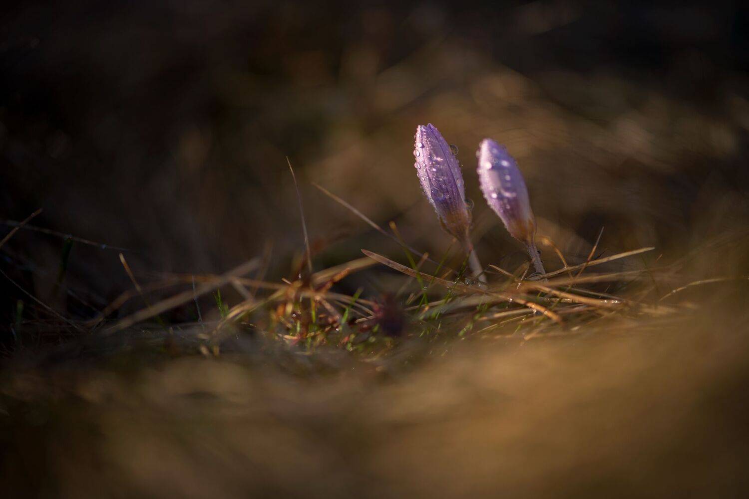 , Mariyana Atanasova - Lucero