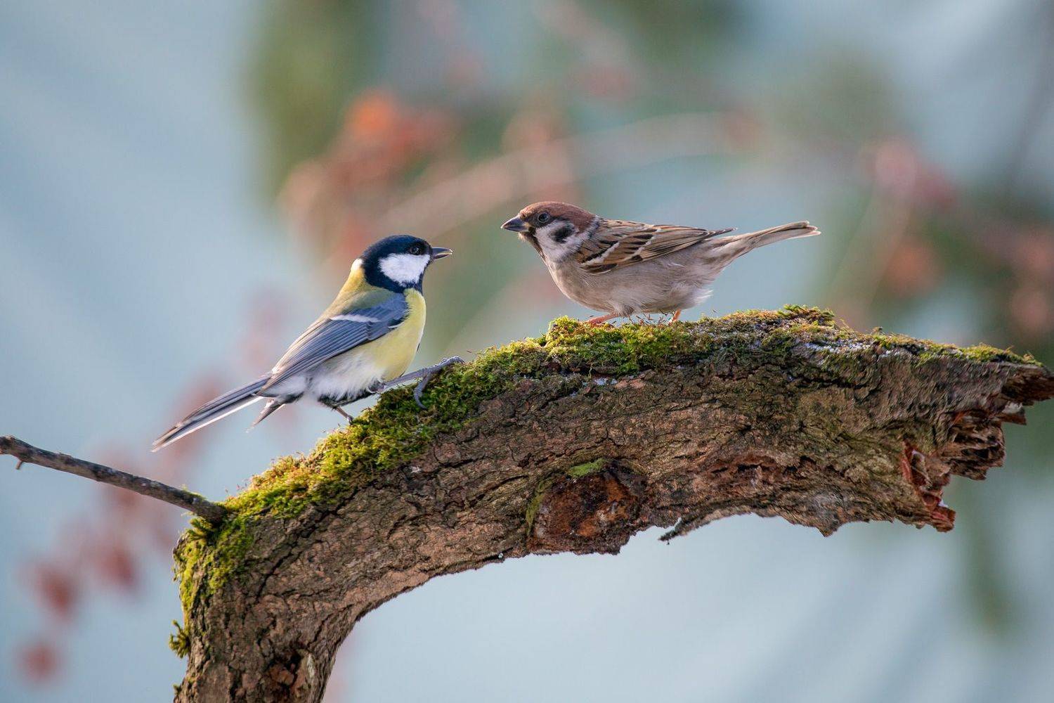 большая синица, птицы, birds, wildlife, great tit, parus major, воробей, sparrow, Алексей Юденков