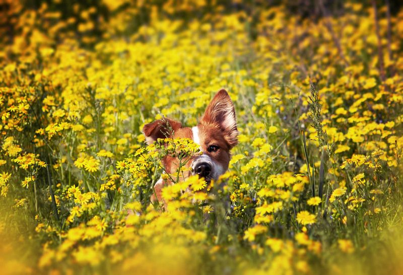 фото превью