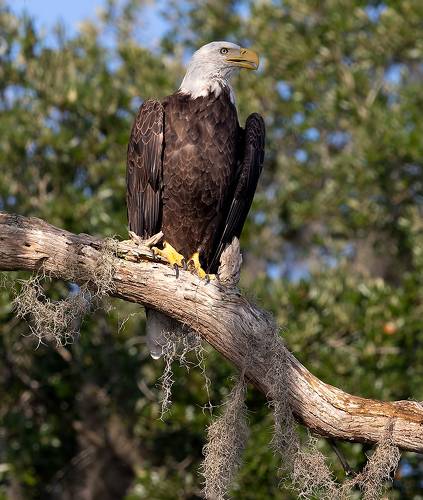 Bald Eagle - Белоголовый Орлан