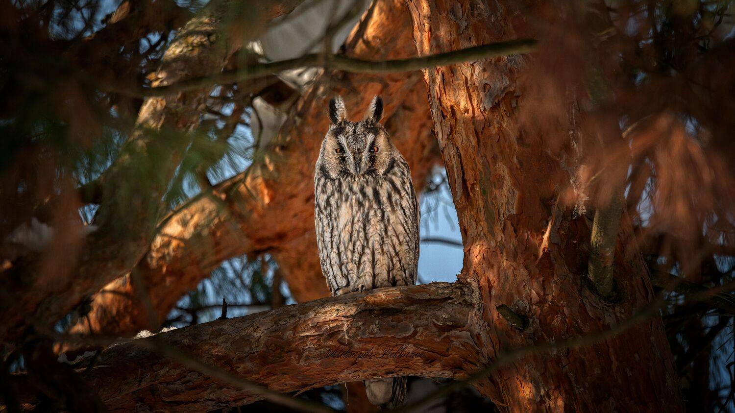 wildlife, Plekhanov Alexander