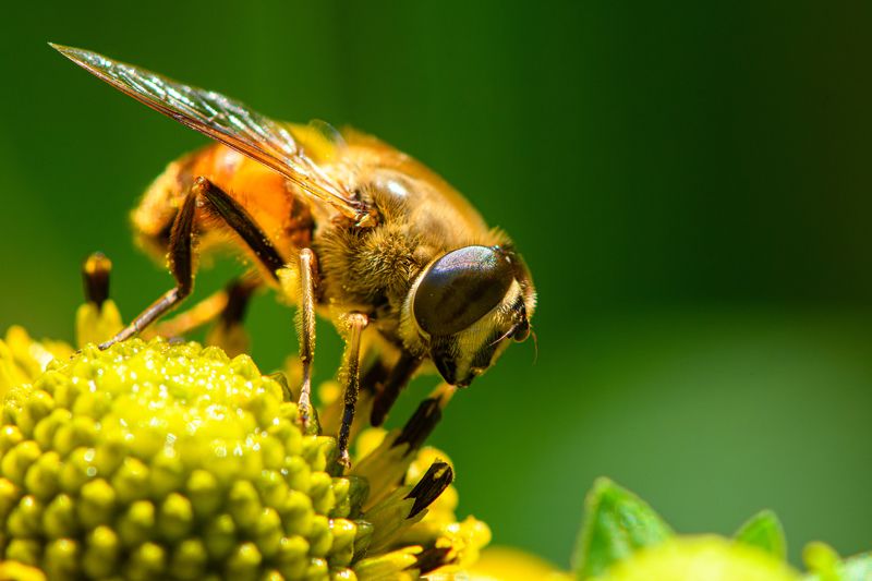 Eristalis tenax, the common drone fly фото превью