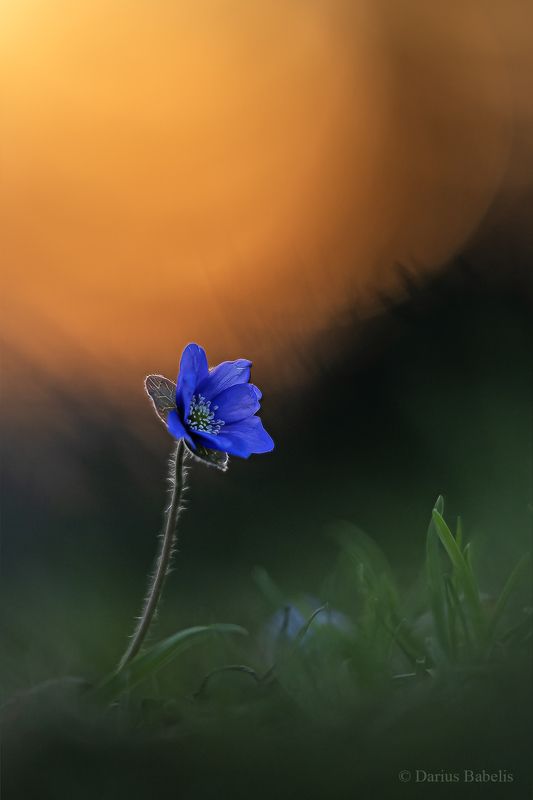 Печёночница благородная фото превью