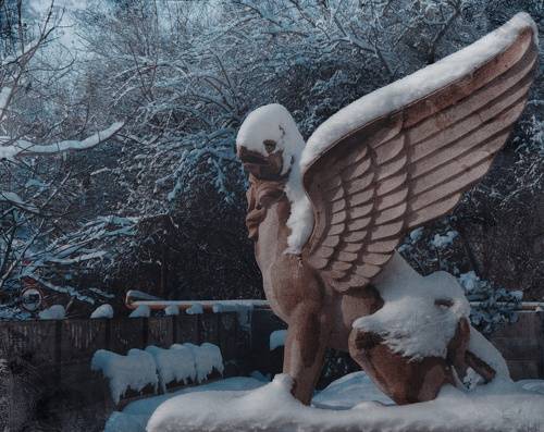 Про снежных грифонов.