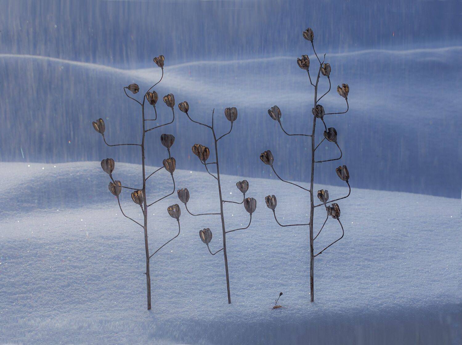 , Черновол Валентин