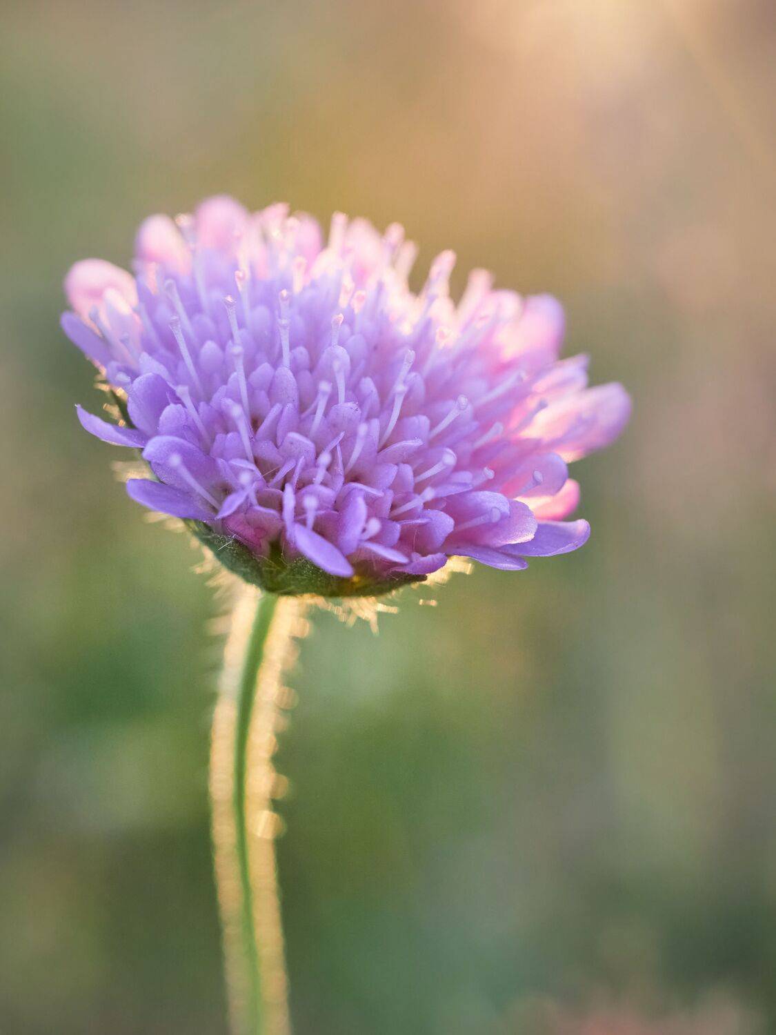 рассвет, утро, полевые цветы, Сергей Калёв