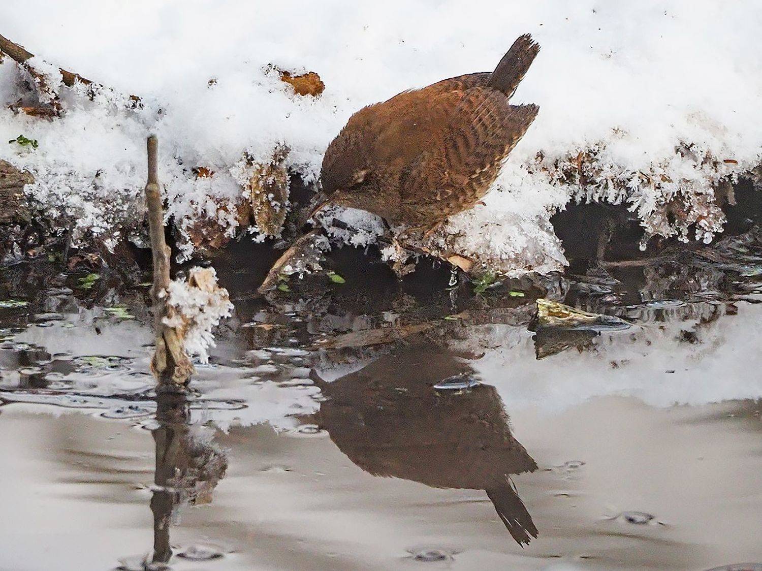 , Сергей Духанин