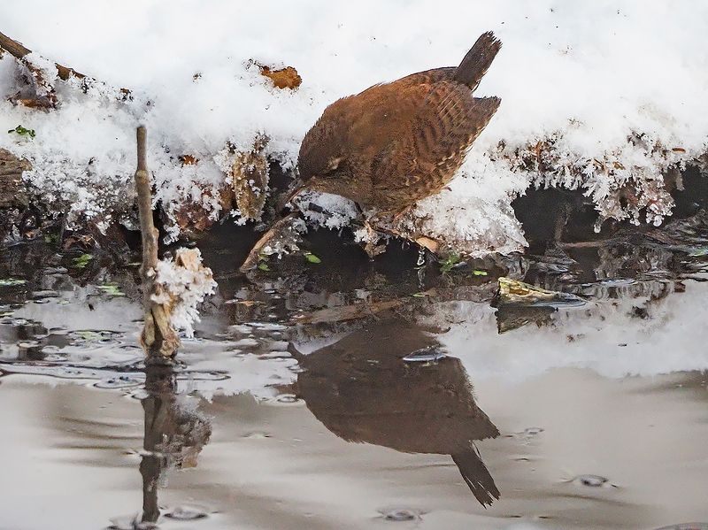 крапивник и отражение фото превью
