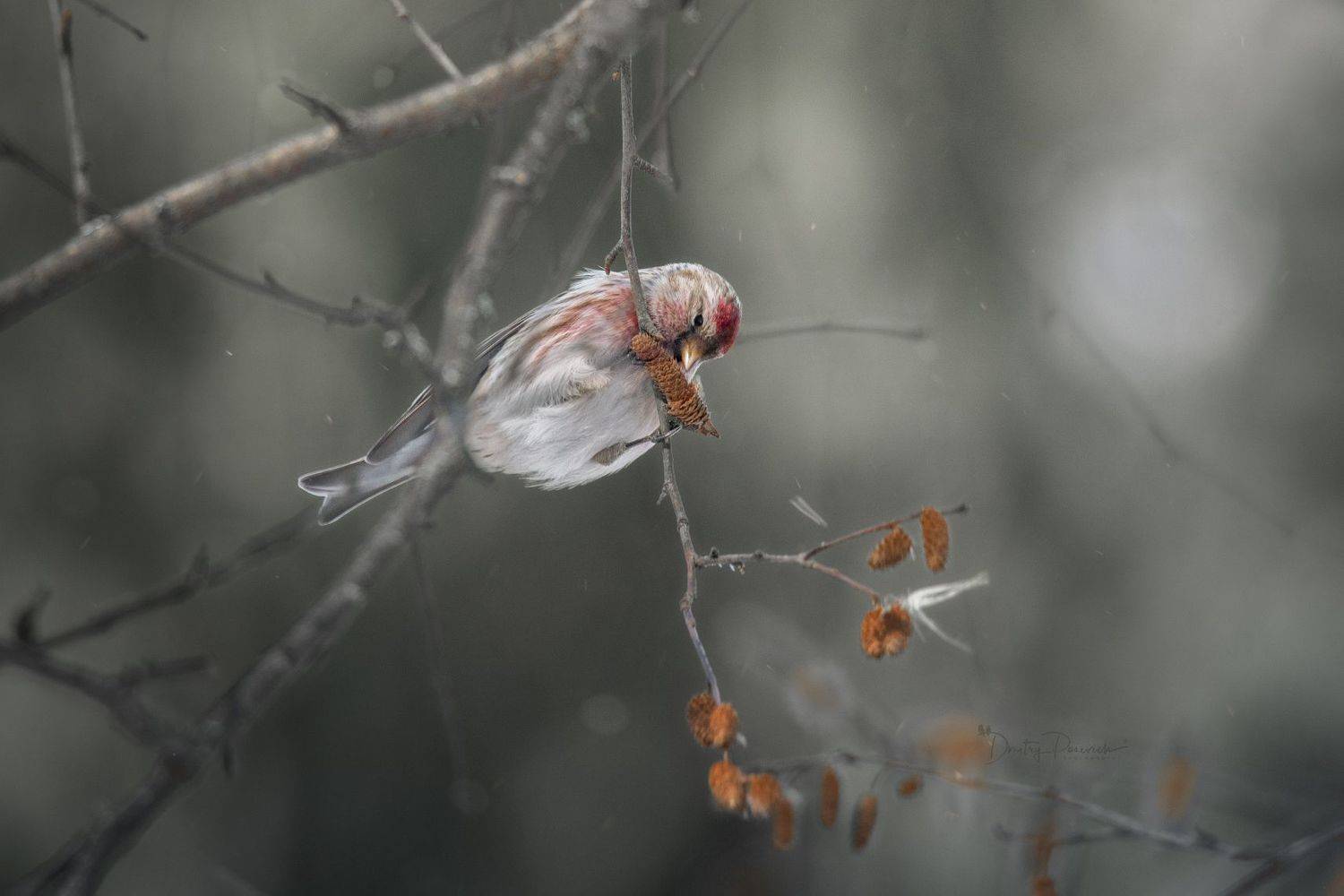 природа, лес, поля, огороды, животные, птицы, макро, Посевич Дмитрий