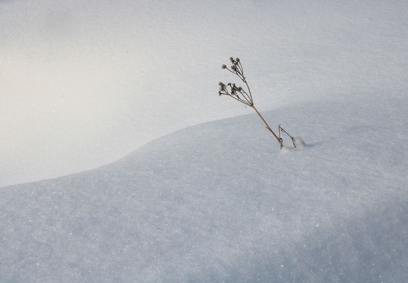 зима,минимализм,снег,травинка,природа Травинка фото превью