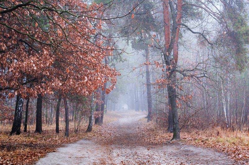 лес осень ноябрь туман сырость белый Белые холодные туманы ноября фото превью