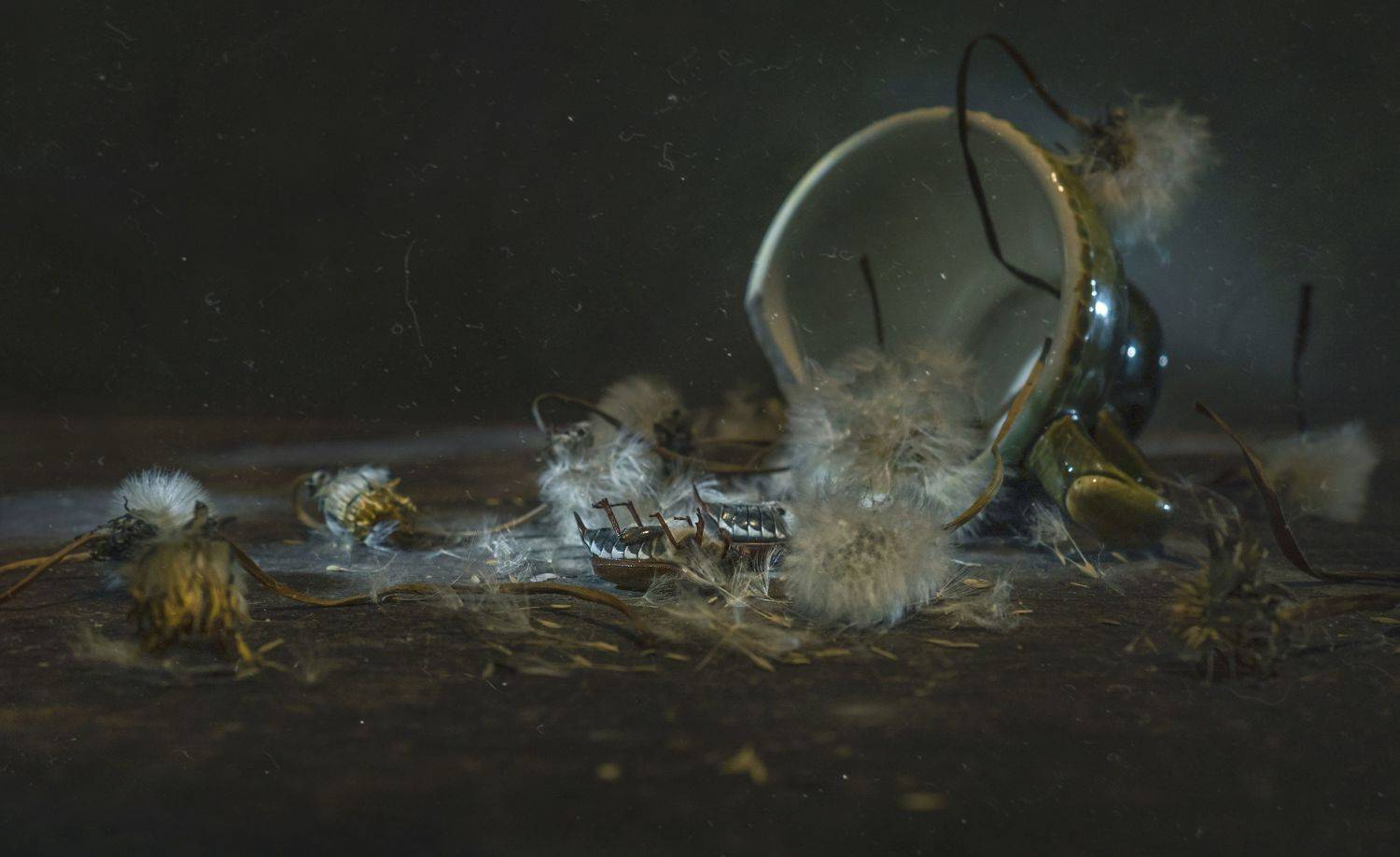 вечность,жизнь,одуванчики,кружка,жуки, Владимир Володин