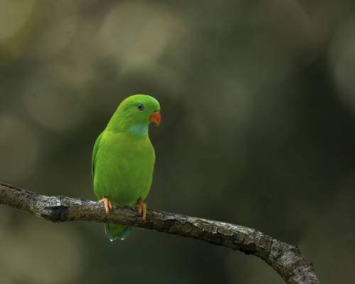 Cute Little Fellow
