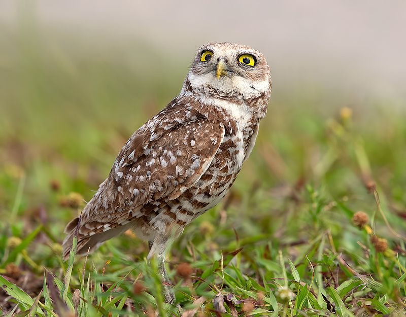 кроличий сыч, florida, burrowing owl, owl, флорида,сыч, хищгые птицы Burrowing Owl - Кроличий сыч фото превью