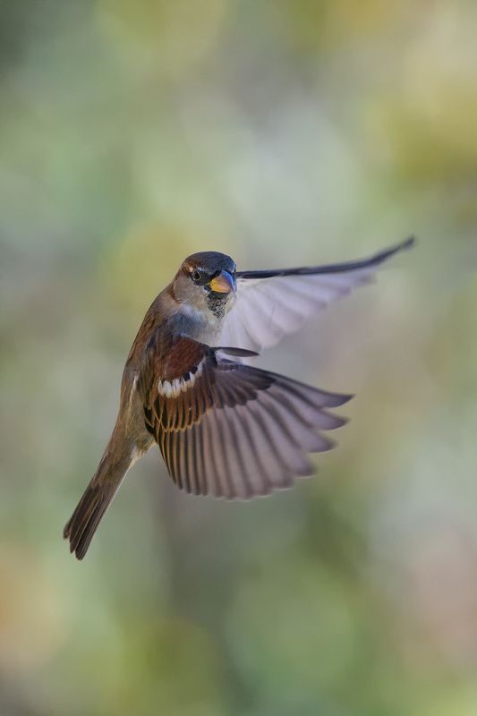 Angel фото превью