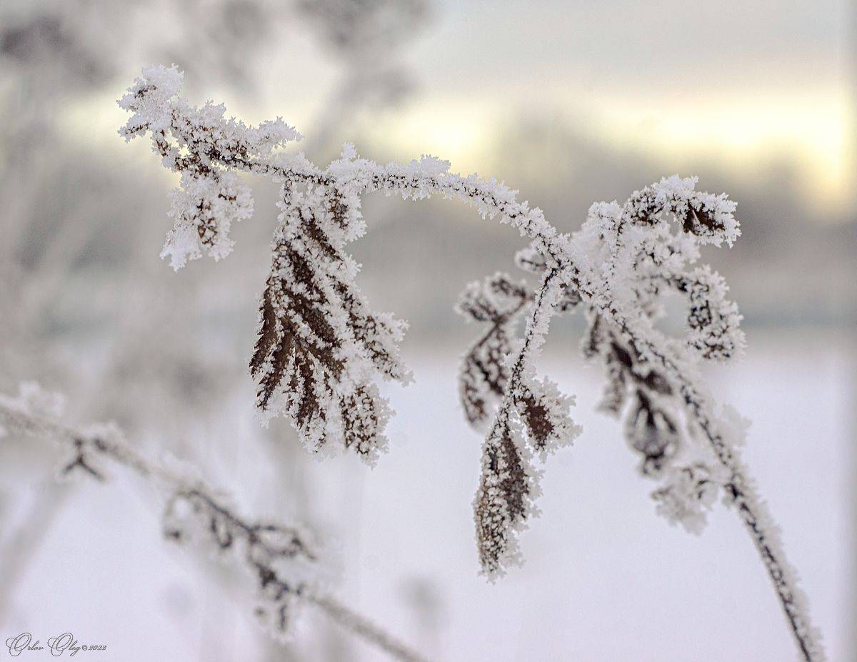 , Орлов Олег