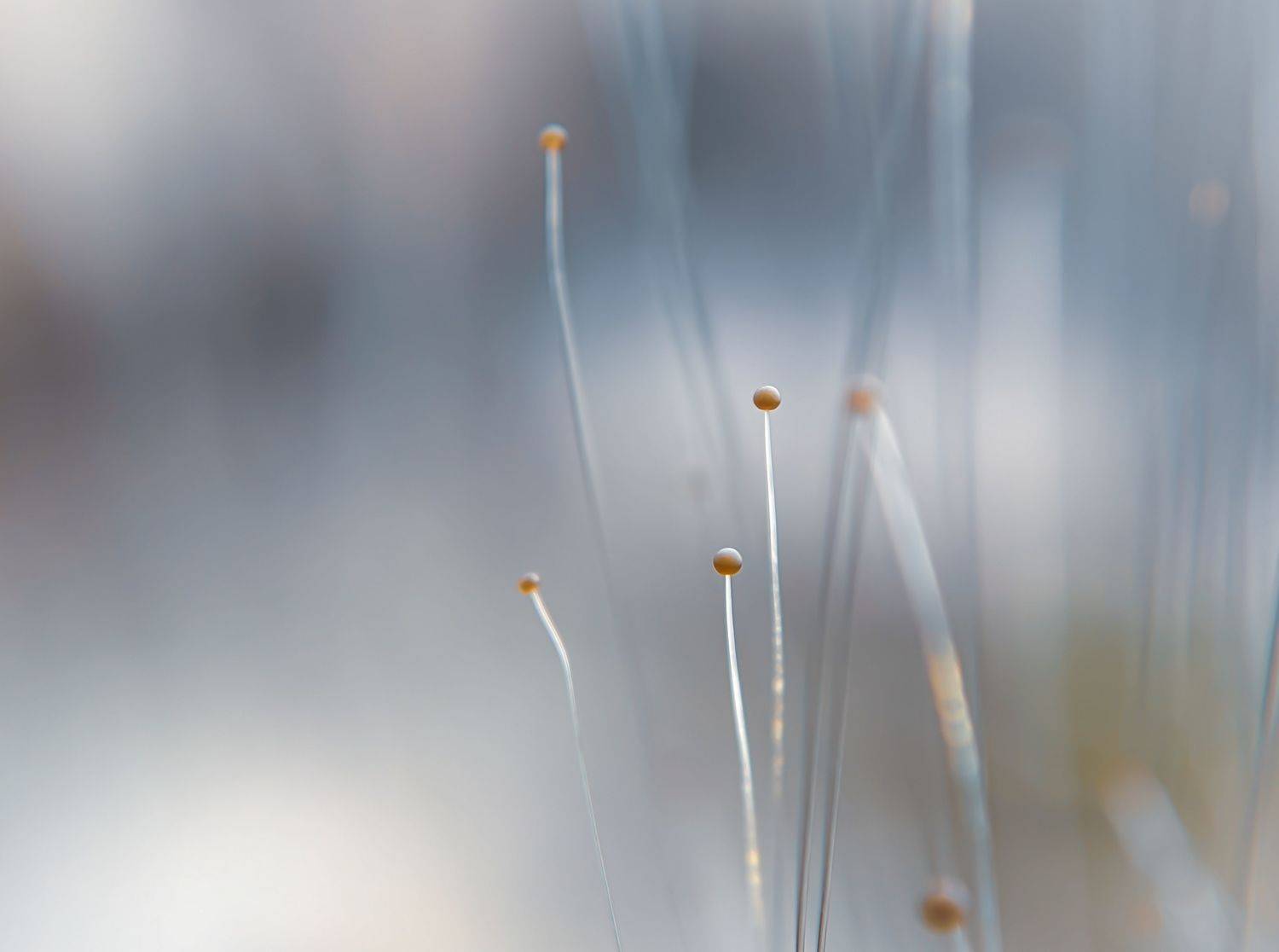 #xiaomi, , #mobilephotography, #macro, Qvaraia Rati