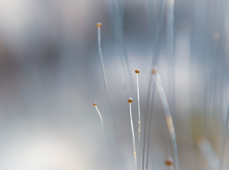 Mold фото превью