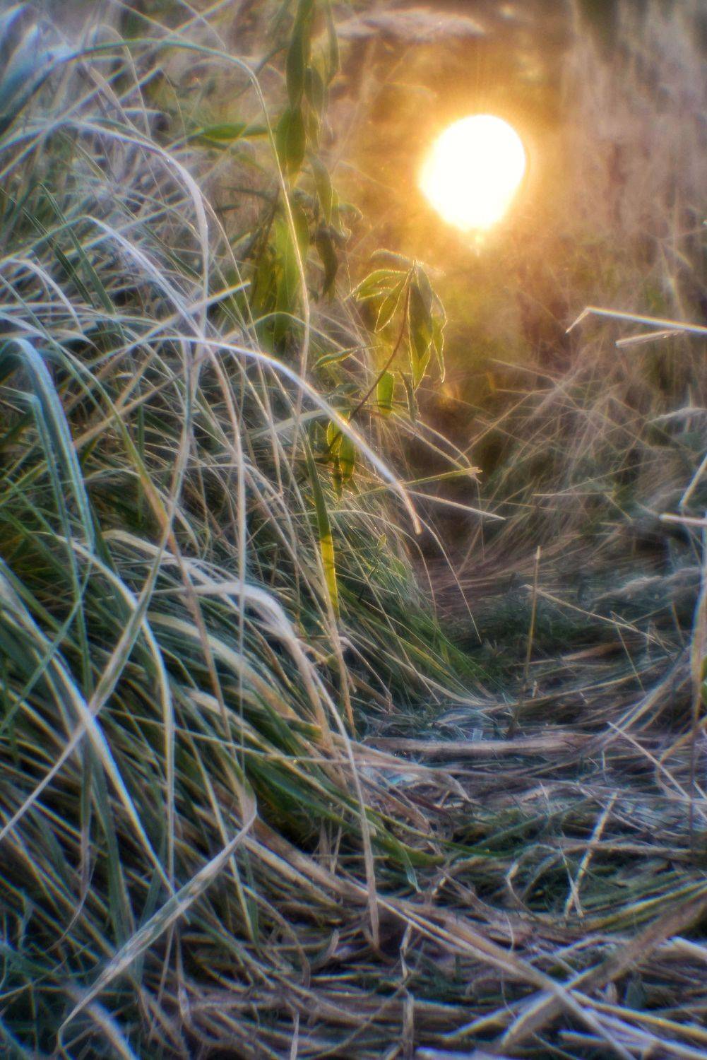 , Владимир Леликов-Кузьменко