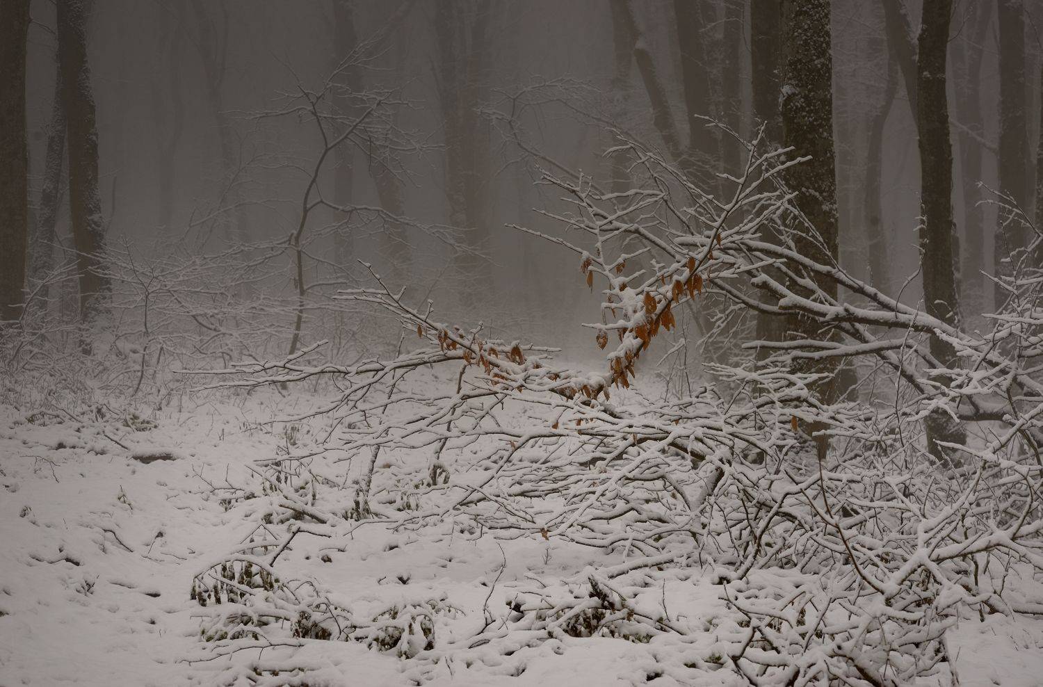зима туман лес утро, Александр Жарников