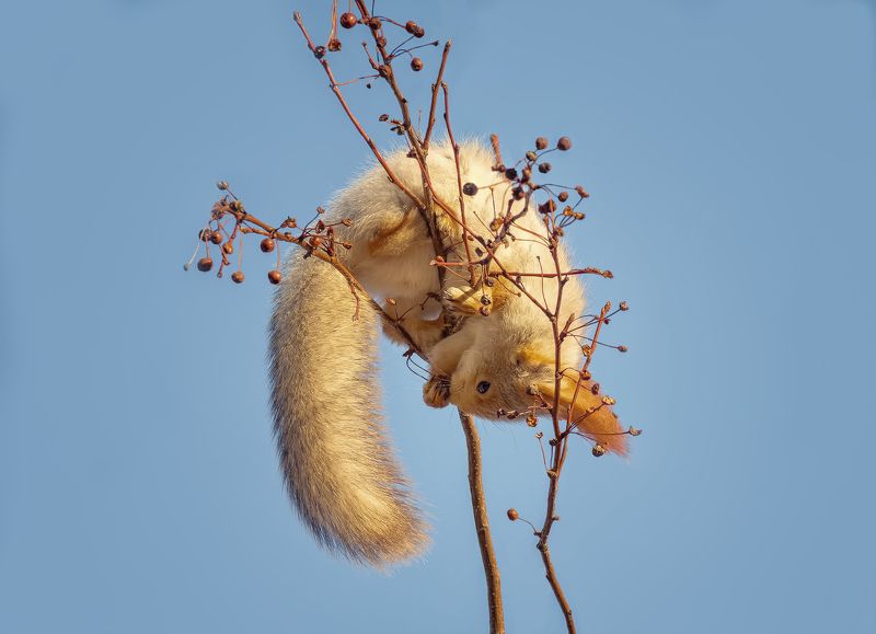 белка, дичка, акробатки, за дичкой.. фото превью