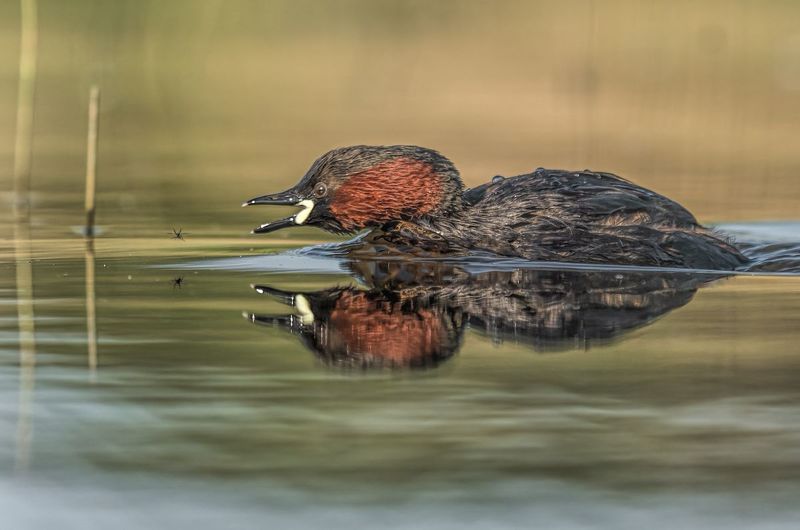 Perkozek (Tachybaptus ruficollis) фото превью