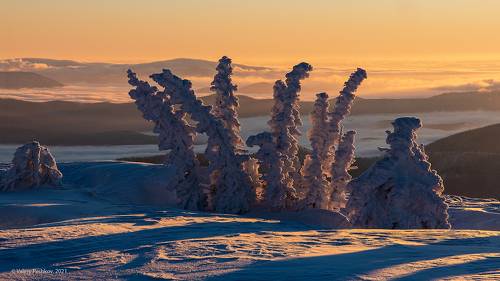 Pro пихты на высоте