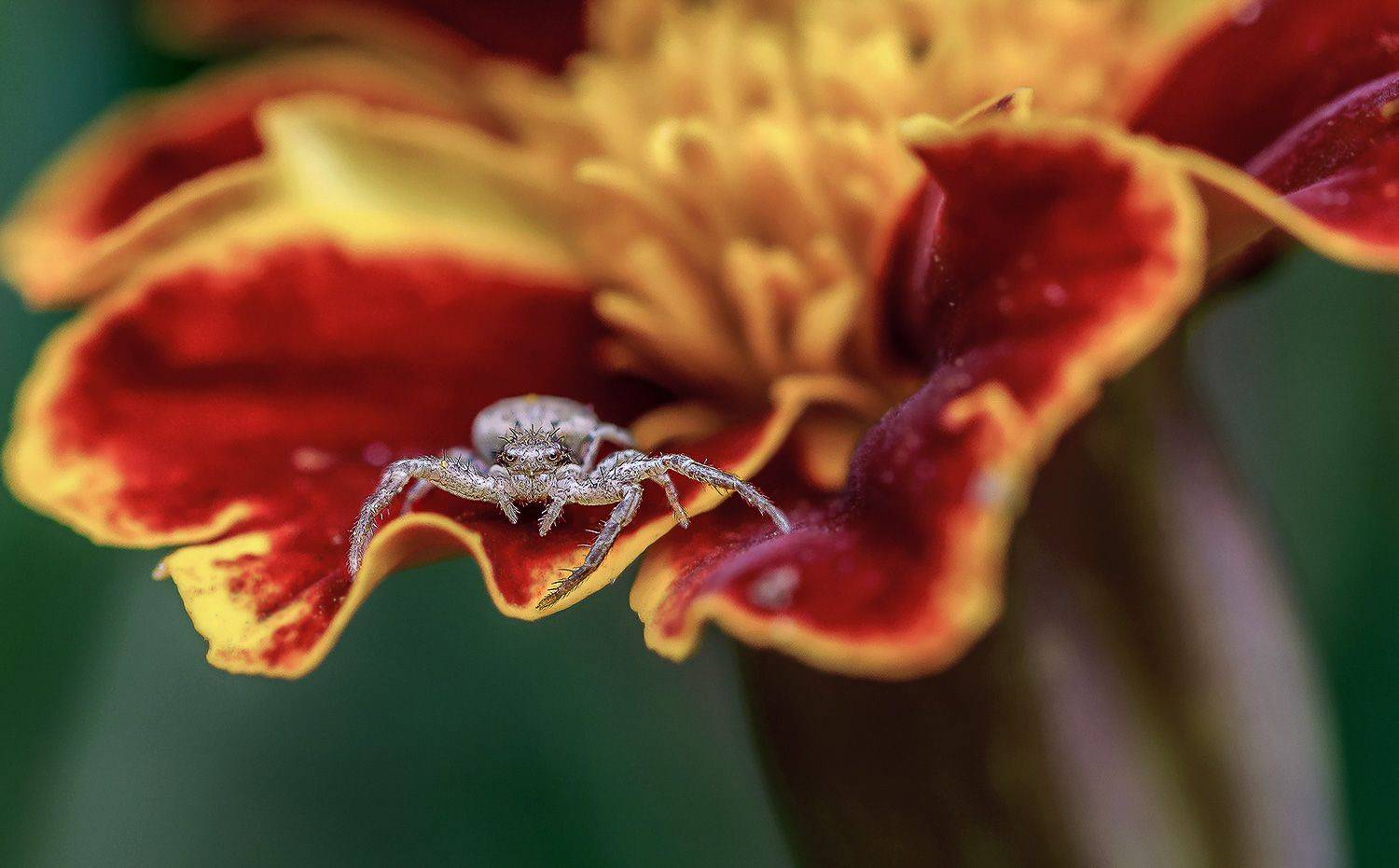 паук, макро, macro, Ершова Юлия
