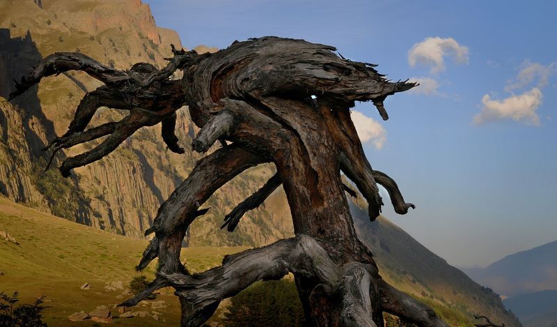 Чужой, из колдовского леса ущелья Башиль фото превью