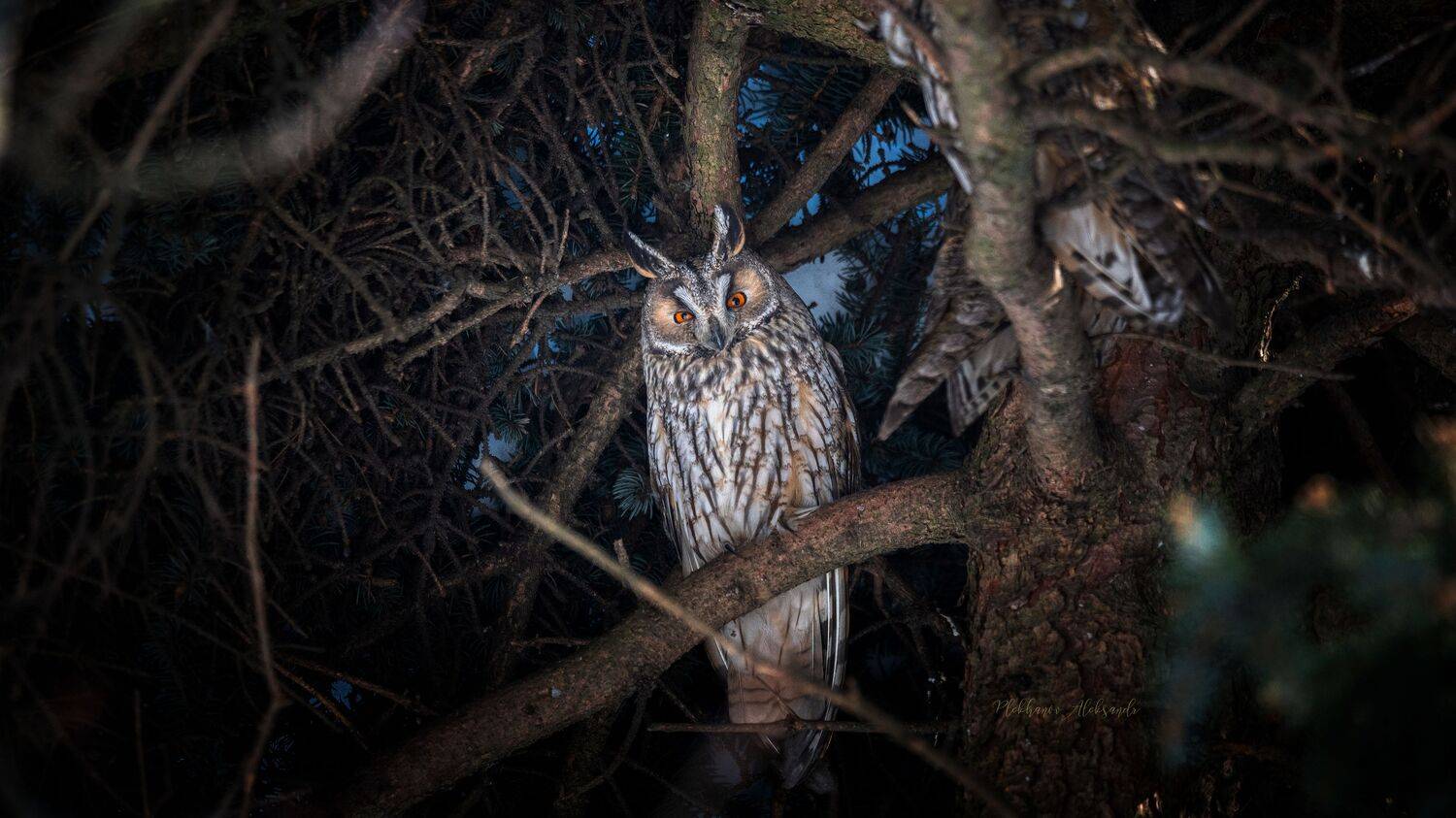ушастая, сова, wildlife, Plekhanov Alexander
