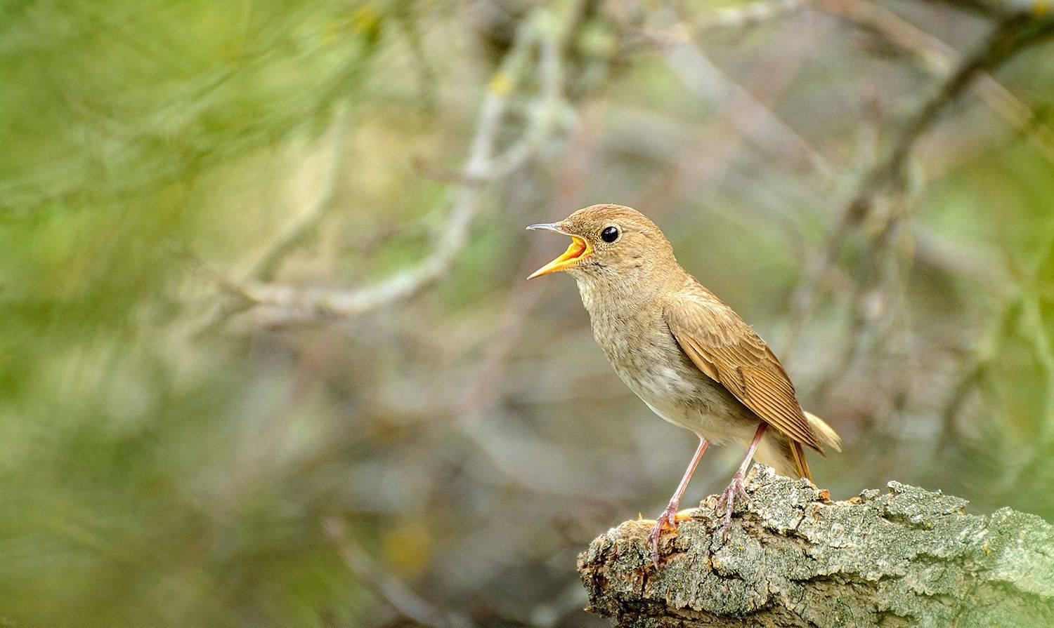 , Анатолий Зверев