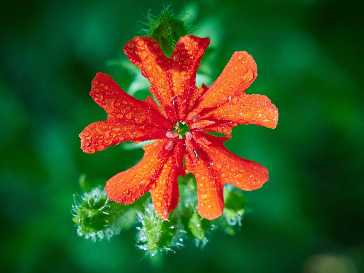 цветы, лето, сердце, Сергей Калёв