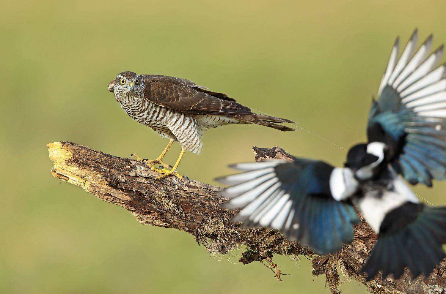 , Александр Гусар